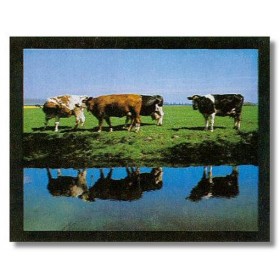 ΑΓΕΛΑΔΕΣ - 40x50 cm