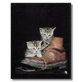 ΓΑΤΑΚΙΑ - 40x50 cm