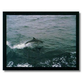 ΔΕΛΦΙΝΙ - 56x71 cm