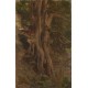 Lord Leighton - Trees at Clive